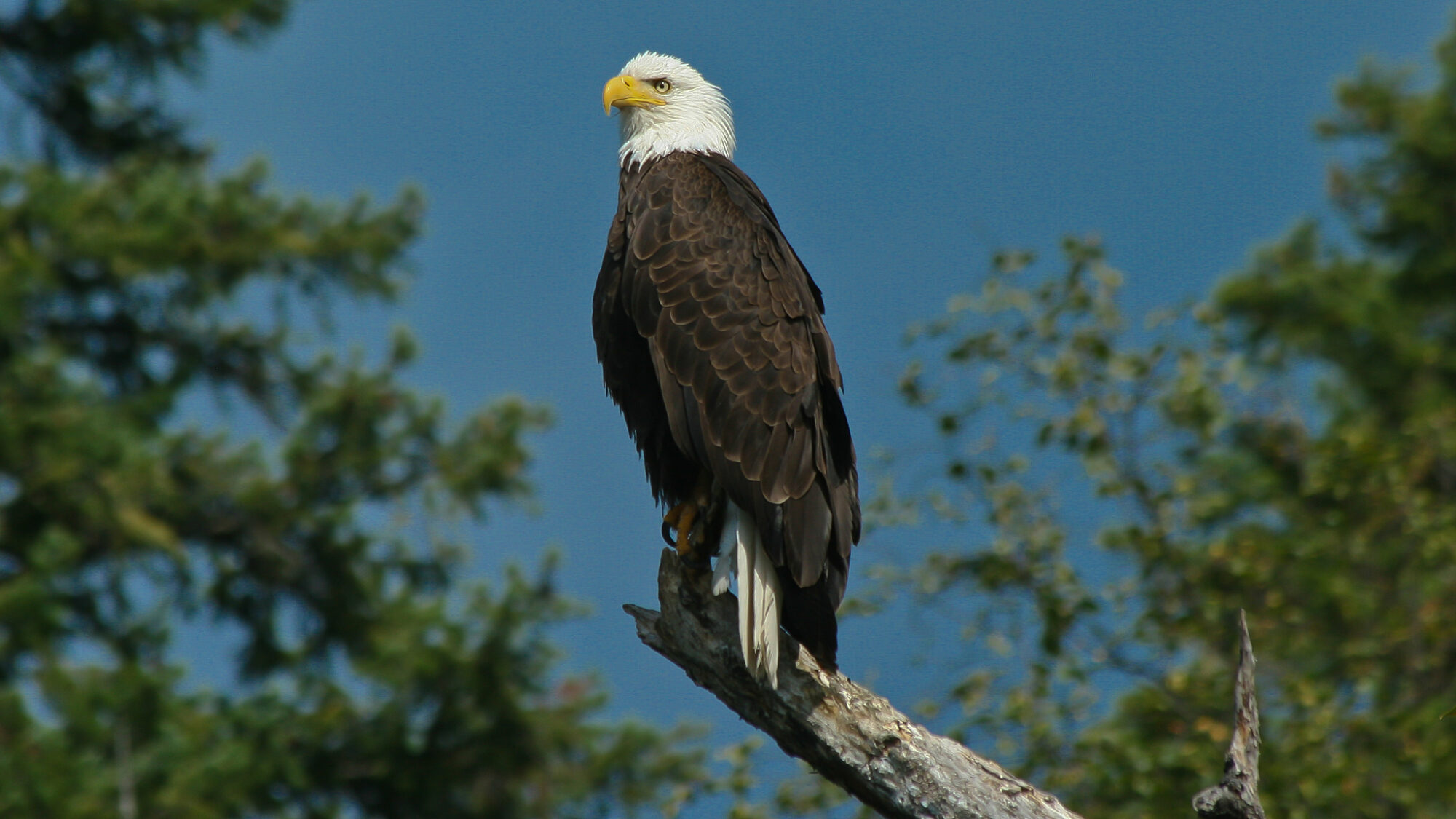 Valemount Bald Eagle